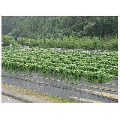 【ふるさと納税】清川村特産　きよかわ自然薯1200(約1.2kg)本数おまかせ【1326823】