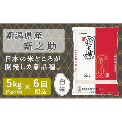 【定期便全6回】新潟県産新之助5kg | お米 こめ 白米 食品 人気 おすすめ 送料無料