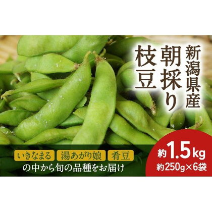 【2024年先行予約】新潟県産 朝採り 枝豆 約1.5kg《6月中旬～順次発送》「※いきなまる・湯あがり娘・肴豆」の中から旬の品種をお届け | 野菜 やさい 食品 人気 おすすめ 送料無料