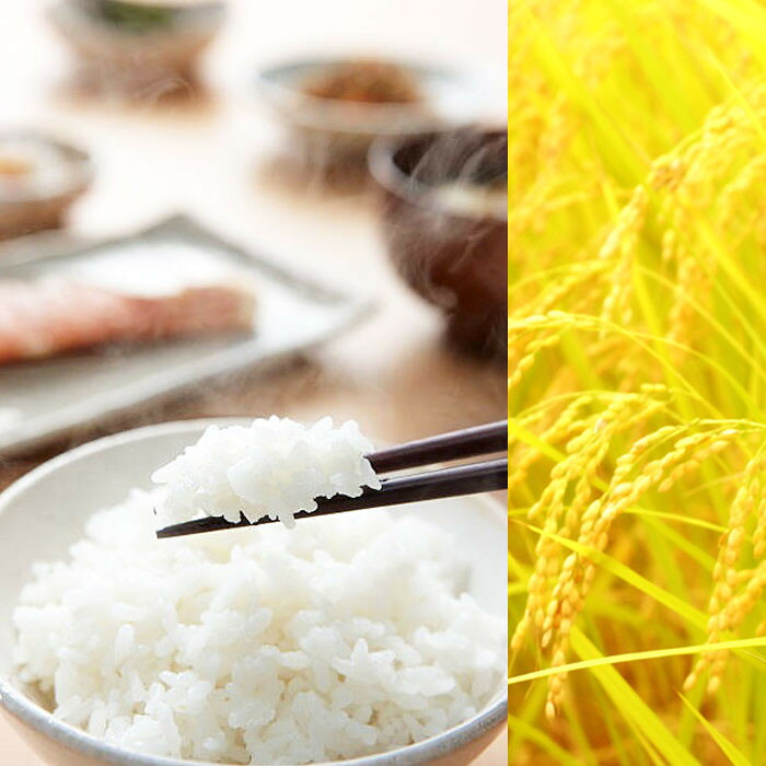【ふるさと納税】【令和7年産】新潟産コシヒカリ 5kg 精米 白米 | 新潟県 お米 5kg...