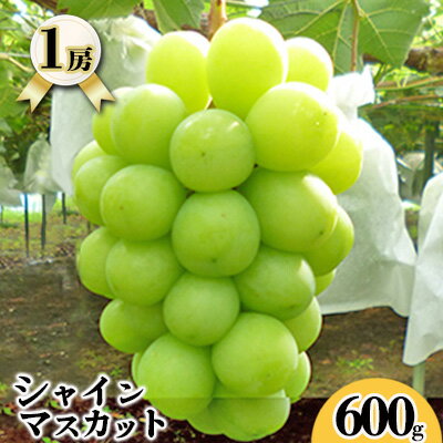 【ふるさと納税】シャインマスカット（600g×1房入れ）　【果物類・ぶどう・マスカット・フルーツ】　お届け：2023年9月中旬〜2023年9月下旬のサムネイル