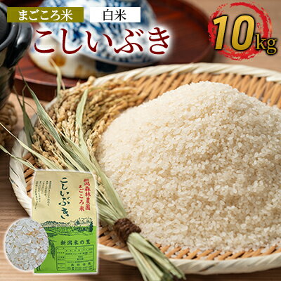 まごころ米こしいぶき10kg（白米）　【お米・新潟県産】