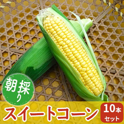 朝採りスイートコーン 10本セット [野菜・とうもろこし] お届け:2024年7月1日〜7月25日