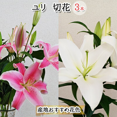 【ふるさと納税】フラワーファーム しろねのユリ 切花3本（産地おすすめ花色）5～7月発送　【 植物 切...