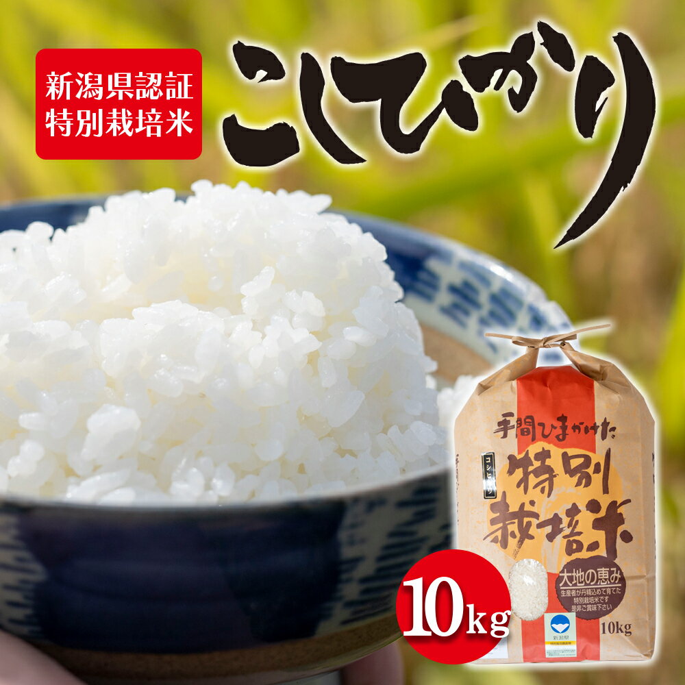 令和5年産 新潟県認証特別栽培米 コシヒカリ10kg　【 お米 白米 ライス 精米 ご飯 新潟県産 新潟市産 おにぎり お弁当 和食 ブランド米 お米の王様 もっちり 粘り 強い 甘み 旨み 】