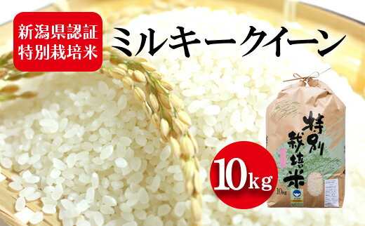 【ふるさと納税】令和5年産 新潟県認証特別栽培米 ミルキークイーン 10kg　【 お米 白米 ライス 精米 ご飯 新潟県産 新潟市産 おにぎり お弁当 和食 ブランド米 低アミロース 粘り モチモチ 硬くなりにくい 】