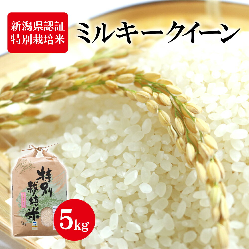 令和5年産 新潟県認証特別栽培米 ミルキークイーン 5kg　【 お米 白米 ライス 精米 ご飯 新潟県産 新潟市産 おにぎり お弁当 和食 ブランド米 低アミロース 粘り モチモチ 硬くなりにくい 】