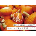 14位! 口コミ数「0件」評価「0」越後夕やけかぼちゃ　【 野菜 甘熟かぼちゃ 緑黄色野菜 国産 日本産 食材 食べ物 食品 新潟市産 化粧箱入り 】　お届け：2024年7月初･･･ 