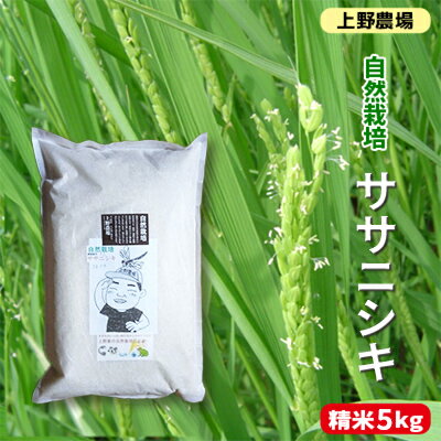 新潟産自然栽培ササニシキ精米　5kg　【 お米 ご飯 食卓 主食 おにぎり お弁当 国産 日本産 ブランド米 】