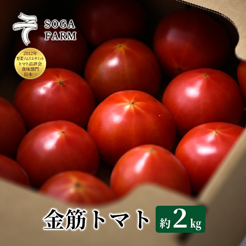 【ふるさと納税】【2024年6月発送】SOGA FARM 金筋トマト 2024年 先行予約 トマト 野菜 とまと 新潟 【 新潟市 】 お届け：2024年6月上旬～6月下旬