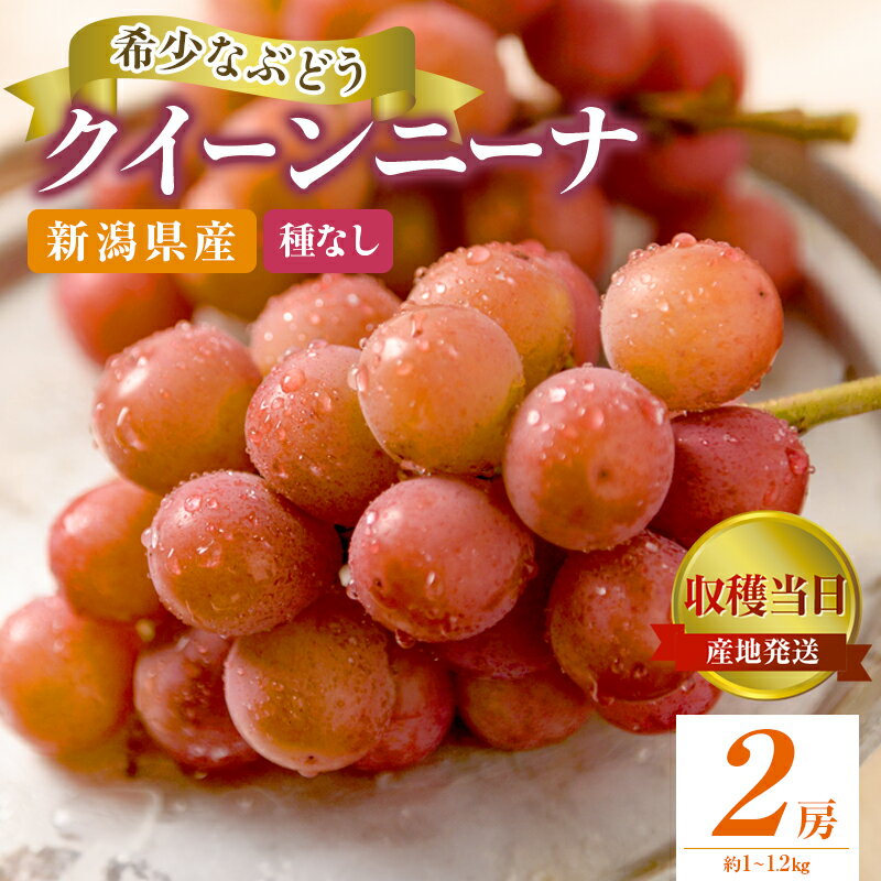 【ふるさと納税】クイーンニーナ 2房 約1～1.2kg 収穫当日出荷 大粒 ぶどう フルーツ 果物 種なし おやつ デザート 新品種 希少品種 産地直送 新潟県 新潟 【 新潟市 】 お届け：2024年9月上旬…