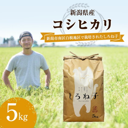 こしひかり 精米 5kg 新潟産 コシヒカリ 米 お米 こめ コメ 白米 産地直送 新潟県産 新潟県 新潟　【 新潟市 】