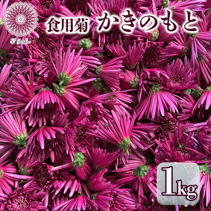 かきのもと（食用菊）1kg　【 野菜 苦みが少ない 旨味 香りが強い シャキシャキ食感 鮮やか 紫色 食用花 彩 食卓 華やか 】　お届け：2024年10月中旬～12月中旬