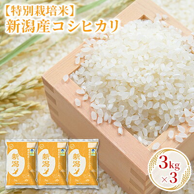 [先行予約]R8年産[特別栽培米]新潟産コシヒカリ 3kg×3 お米 精米 白米 ご飯 ブランド米 銘柄米 おにぎり お弁当 産地直送 お届け:2026年10月下旬〜2027年10月下旬