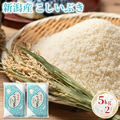 [先行予約]R8年産新潟産こしいぶき 5kg×2 お米 精米 白米 ご飯 ブランド米 銘柄米 おにぎり お弁当 産地直送 お届け:2026年10月上旬〜2027年9月下旬