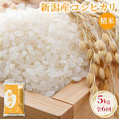 [先行予約]R8年産新潟産コシヒカリ精米5kg 全6回 お米 白米 ご飯 ブランド米 銘柄米 おにぎり お弁当 産地直送 お届け:2026年10月上旬〜2027年9月下旬