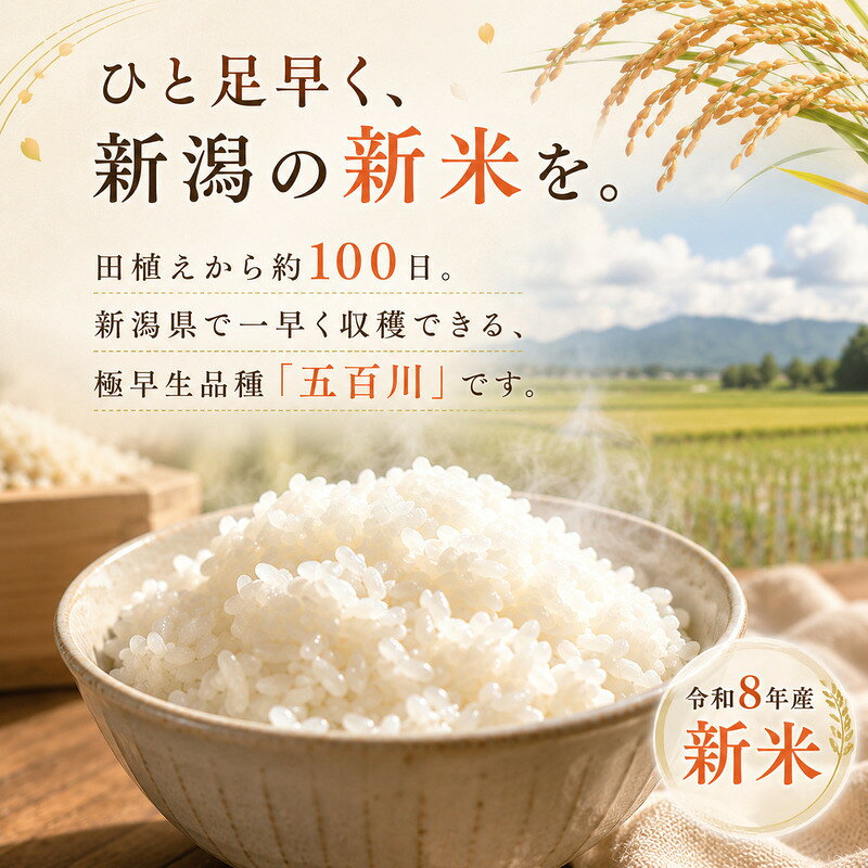 【ふるさと納税】令和8年産新米新潟産五百川20kg（5kg×4本）　お届け：2026年8月下旬～10月下旬まで f151009-niigata-10001985 新潟県新潟市 サンプル画像2