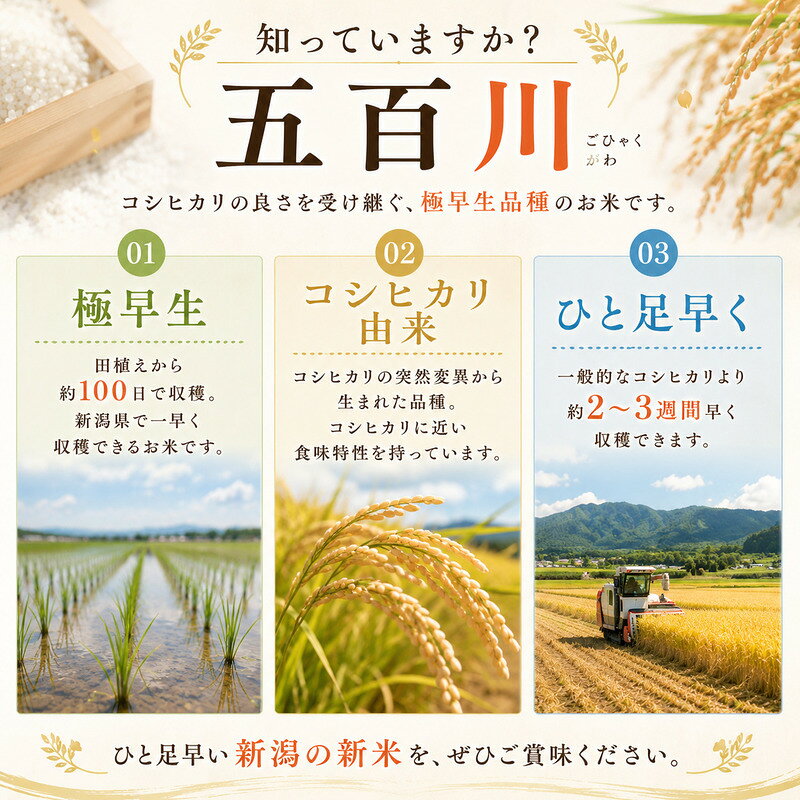 【ふるさと納税】令和8年産新米新潟産五百川20kg（5kg×4本）　お届け：2026年8月下旬～10月下旬まで f151009-niigata-10001985 新潟県新潟市 サンプル画像3