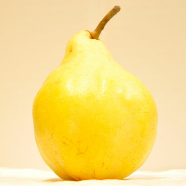 【ふるさと納税】ル レクチェ 自家用 約3kg 洋梨 JGAP認証農場 幻の西洋梨 新潟県 三条市産 冬限定 フルーツ 秋 旬 ル・レクチェ [三条果樹専門家集団]【010P067】