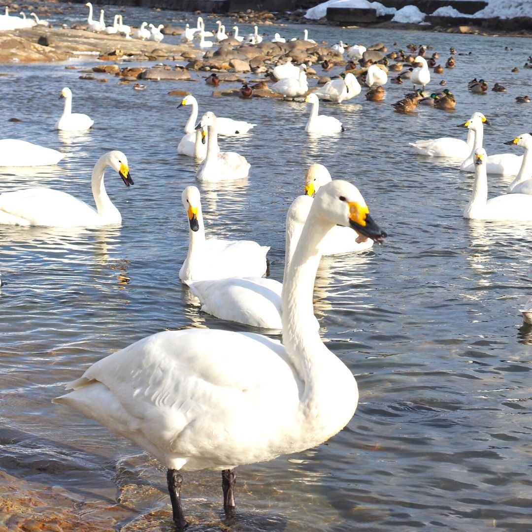 【ふるさと納税】 新潟県三条市の対象施設で使える楽天トラベルクーポン 寄付額500,000円 宿泊券 新潟　三条 温泉 旅行券 旅行クーポン 宿泊 旅行 ホテル ビジネス キャンプ場 旅館 利用券 チケット クーポン 観光 予約【500P001】