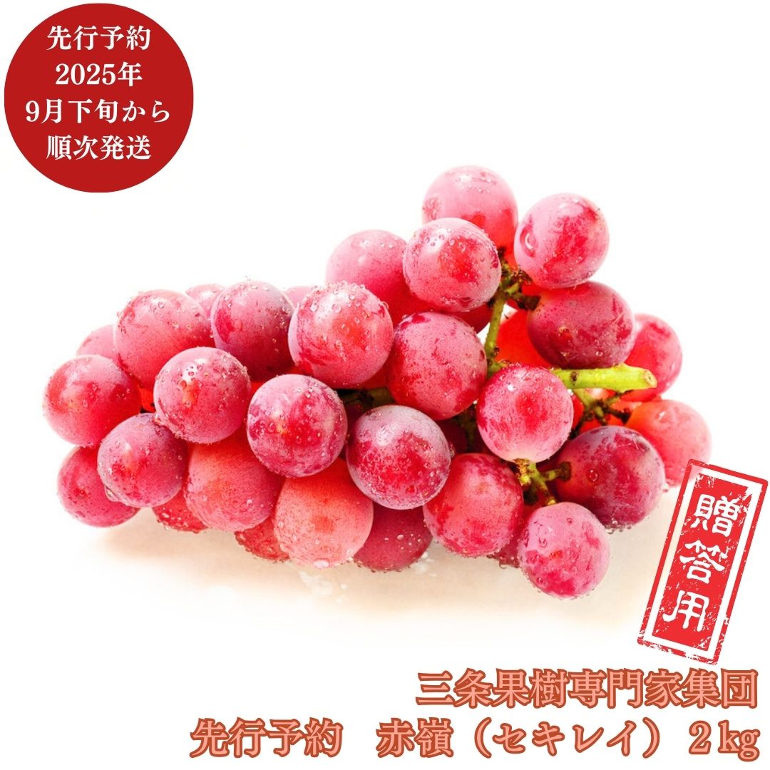 【ふるさと納税】先行予約 ぶどう 赤嶺（セキレイ） 約2kg [9月下旬から発送予定] 令和7年度 贈答用 新潟県 三条市産 [三条果樹専門家..