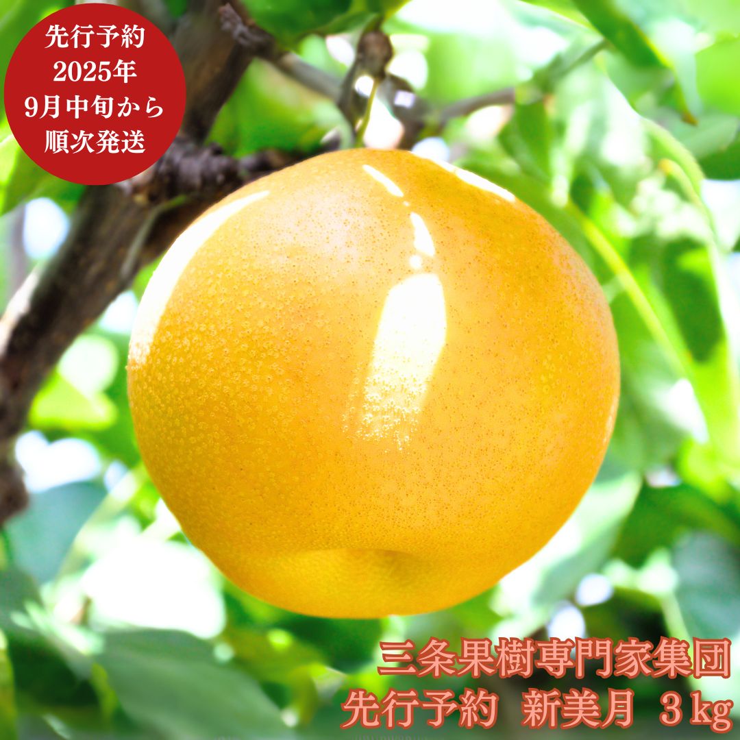 【ふるさと納税】先行予約 新潟オリジナル和梨 新美月 約3kg [9月中旬から発送予定] 令和7年度 新潟県 三条市産 [三条果樹専門家集団]【016P037】