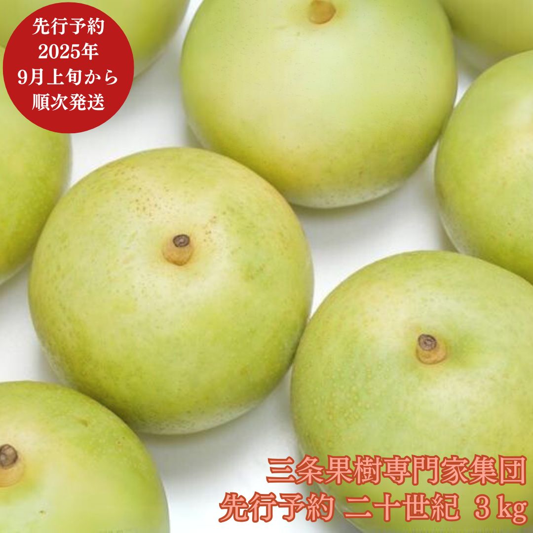 先行予約 和梨 二十世紀 約3kg [9月上旬から発送予定] 令和7年度 新潟県 三条市産 梨 [三条果樹専門家集団] 