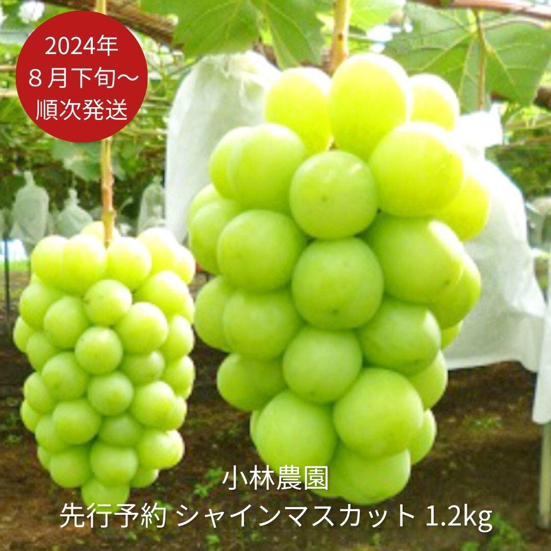 ڤդ뤵Ǽǡͽ 㥤ޥå 1.2kg [2024ǯȯͽ] 6ǯ 㸩 Ի ֤ɤ []013P027