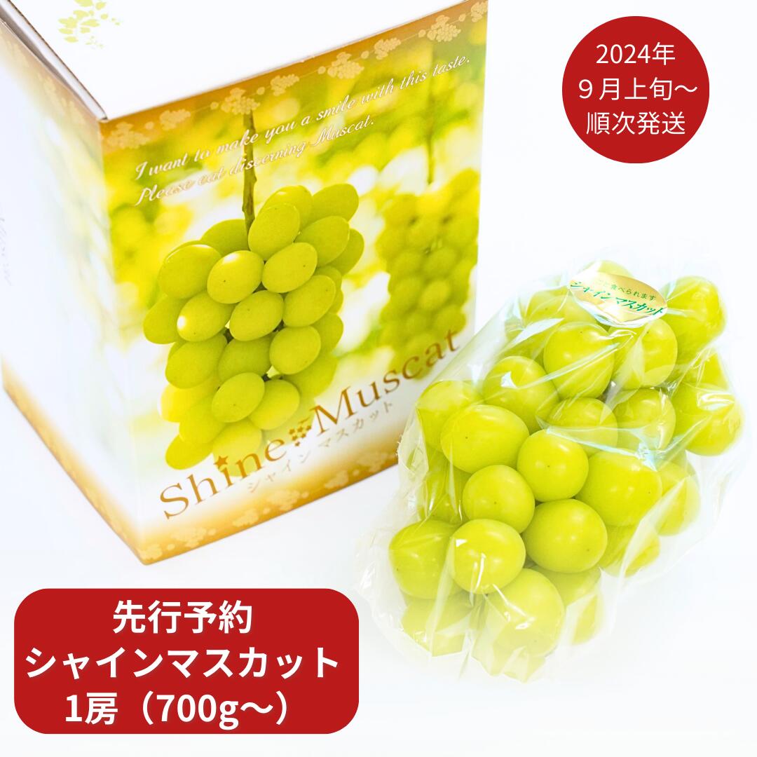 先行予約 シャインマスカット 1房(700g以上) [2024年発送予定] 令和6年度 新潟県産 種なし ぶどう マスカット [JAえちご中越]