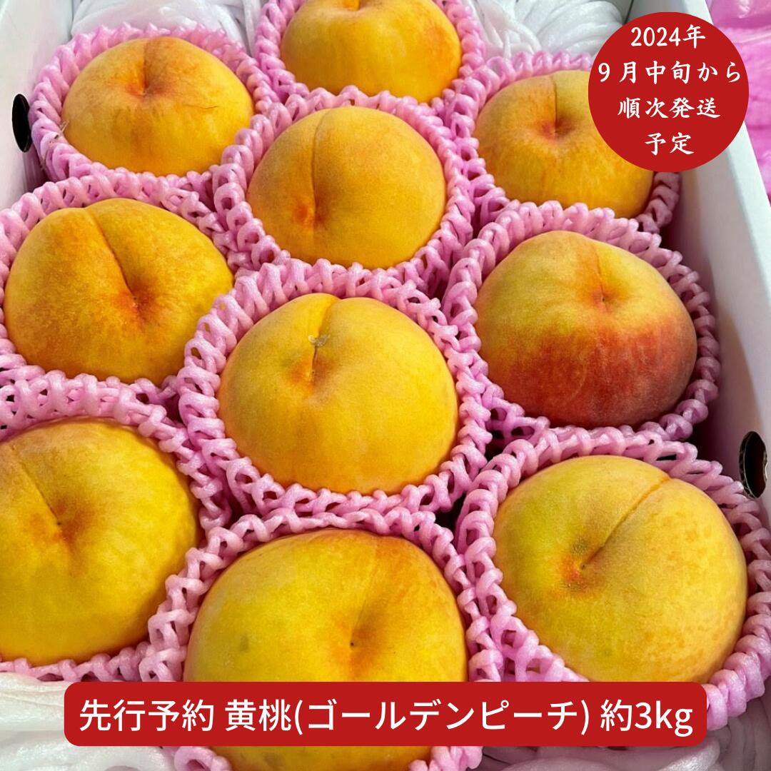 【ふるさと納税】 先行予約 黄桃（ゴールデンピーチ） 3kg [2024年発送予定] 令和6年度 新潟県産 黄桃 [さとうファーム]【014S010】