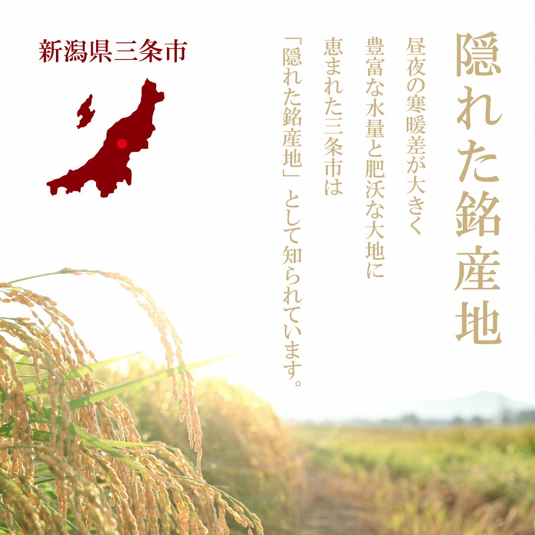 【ふるさと納税】新潟県三条市産 コシヒカリ 三条米 5kg 令和7年産 コシヒカリ 美味しいこしひかり 直前精米 アーネスト 【010S393】