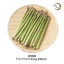 22位! 口コミ数「0件」評価「0」 アスパラガス 太目(LA) 約1kg 令和6年度 [飯塚農園] 【012S004】