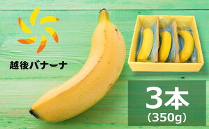 【ふるさと納税】【雪国新潟産バナナ】3本(350g) 濃厚な甘さともっちり食感!安心安全の越後バナーナ【 新潟県 柏崎市 】