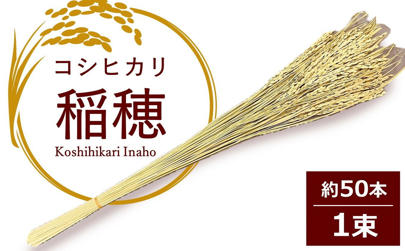 【ふるさと納税】【先行予約・令和6年11月中旬～発送】コシヒカリの稲穂 飾り素材 インテリア用【 新...