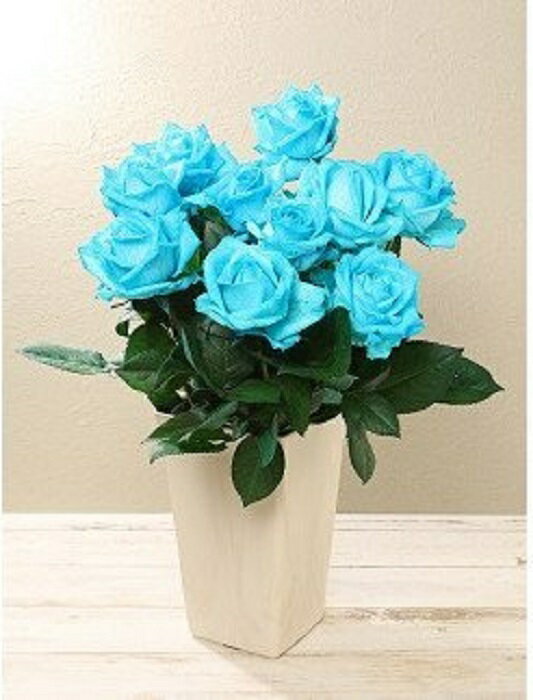 ふるさと納税 お届け日時指定必須 G07 生産者直送 バラの花束 爽やかな水色の染めバラ10本 新潟県新発田市 ふるさと納税 お届け日時指定必須 G07 生産者直送 バラの花束 爽やかな水色の染めバラ10本 新潟県新発田市