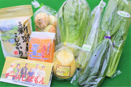 teamしばもん特選 野菜セット【 新潟 新発田市 野菜 食材 セット 詰め合わせ C16_01 】