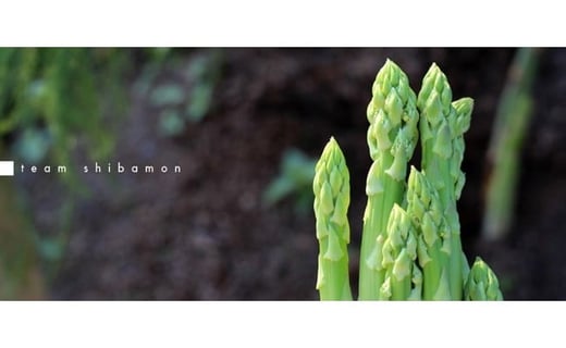 【ふるさと納税】【年3回】 teamしばもん 季節の野菜セット【 新潟 新発田 野菜 セット しばもん 生産者直送 年3回 定期便 新発田市 新潟県 C17_01 】