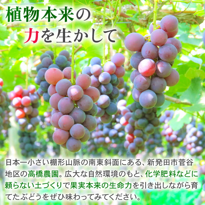 【ふるさと納税】 2026年先行予約 ぶどう セット 3種 ぶどう 詰め合わせ セット シャインマスカット ピオーネ クインニーナ 果物 くだもの フルーツ 葡萄 ブドウ ぶどう マスカット シャイン マスカット 高橋農園 新潟県 新発田市 C12_01