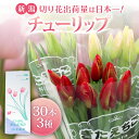 【ふるさと納税】 先行予約 チューリップ 30本 色お任せ 3品種 花 お花 はな ちゅーりっぷ 春 インテリア 自宅用 JA北新潟 (北越後)新潟 新発田 JA004
