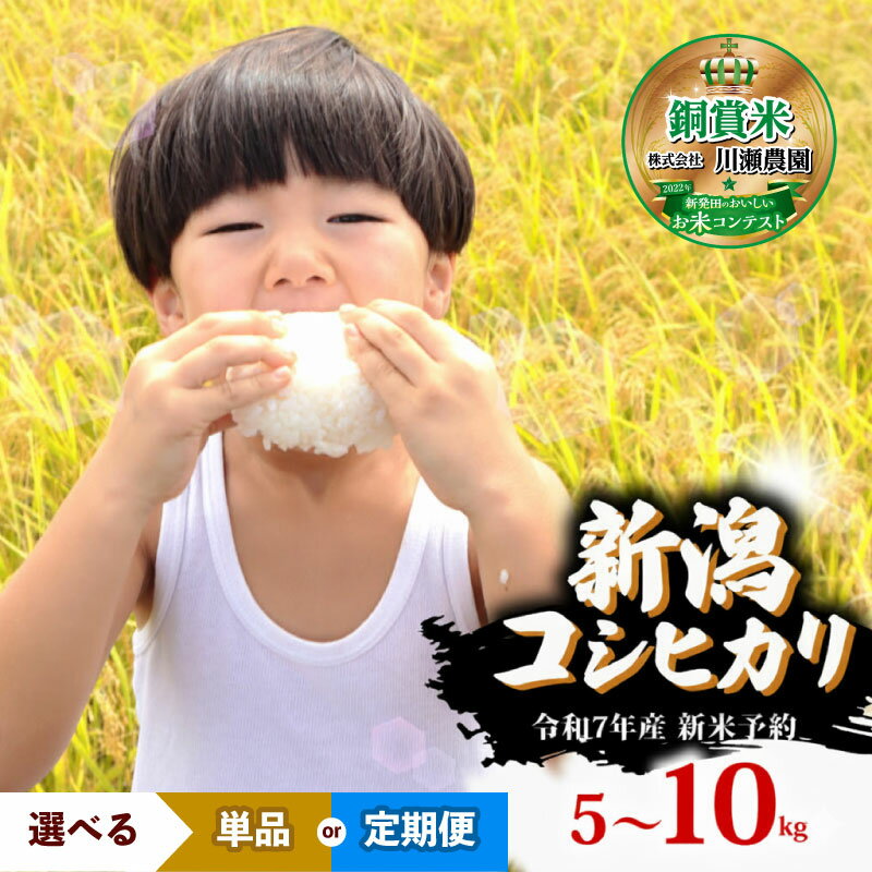 R7年産先行予約 新米 新潟県産コシヒカリ 選べる 配送月 容量 単品 定期便 5kg 10kg 3回 6回 特別栽培米 コシヒカリ 新潟県 新発田市 米 コシヒカリ コンテスト 入賞 四代目 悠助 新潟 新発田 D71P