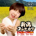 【ふるさと納税】 R7年産先行予約 新米 新潟県産コシヒカリ 選べる 配送月 容量 単品 定期便 5kg 10kg 20kg 定期便 5kg 3回 6回 10k...