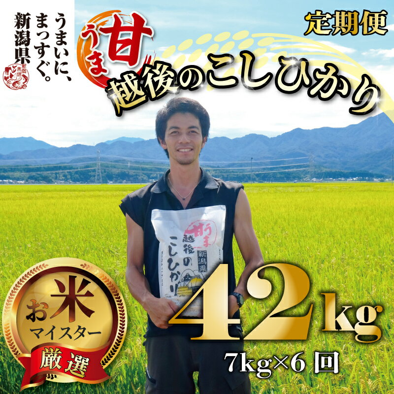 【ふるさと納税】甘うま こしひかり 定期便 7kg × 6ヵ月 42kg 越後のこしひかり えちご 玄米 特別栽培米 新潟 コメ こめ お米 米 しんまい 新潟県 新潟米 新発田市 新発田産のサムネイル