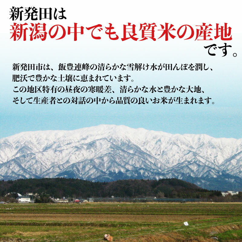 真空パックで美味しさ長持ち！希少品種「こしいぶき」　【ふるさと納税】こしいぶき 5kg 10kg （5kg×2袋）選べる 配送月 容量令和7年産 五つ星お米マイスター 真空パック 米 新米 新発田産 備蓄 非常 防災 長期保存 アウトドア ごはん ご飯 お米 こめ 新潟県 新発田市 新潟県産 三糧 sanryo013P