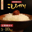 【ふるさと納税】 令和7年産 特別栽培米コシヒカリ 5kg 10kg (5kg×2袋) 選べる 配送月 定期便 新米 先行予約 減農薬 特別栽培米 特栽米 精米 玄米 産地直送 コシヒカリ 新潟米 新発田産 新潟 米 させ農園 新潟県 新発田市 sase001_01P
