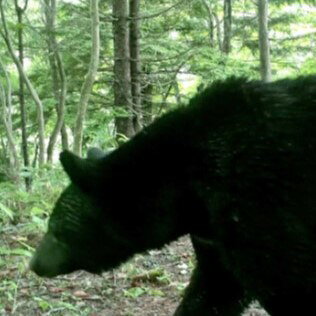 【ふるさと納税】 返礼品なし 新発田市民の安心安全を守るために ～人とクマとの棲み分けに向けたご支援を～ furusatotax001BP f152064-shibata-10000998 新潟県新発田市 サンプル画像3
