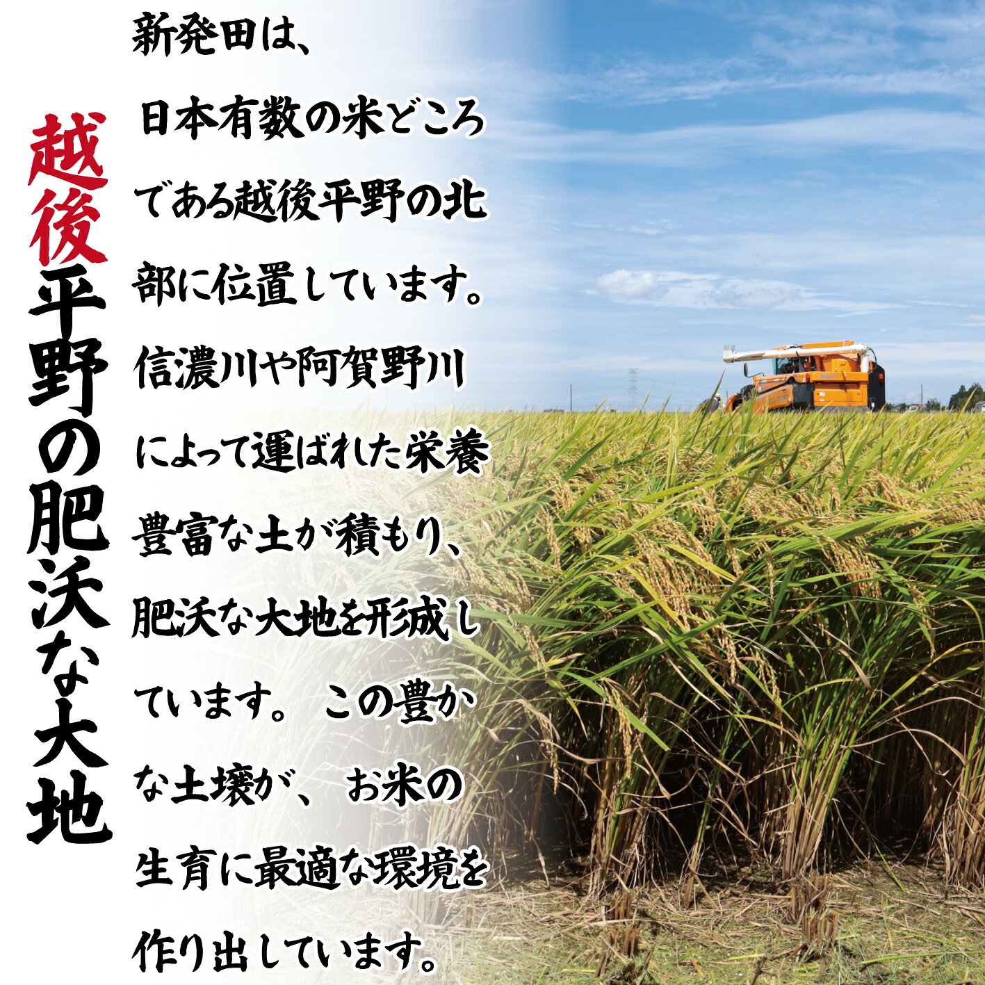 【ふるさと納税】 最短7日発送！ 新米 5kg 10kg 新潟 コシヒカリ お米 農家応援米 こしひかり 米 おこめ kome 白米 新潟県産 こしひかり 新潟県 新発田市 農家応援 ふっくら スピード発送 こめ 斗伸 新潟米 水 うまい 新発田市産 こしひかり 斗伸有限会社 toushin079P f152064-shibata-10001112 新潟県新発田市 サンプル画像3