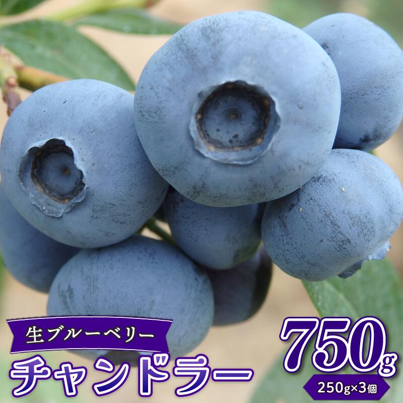 生ブルーベリー チャンドラー 750g ブルーベリー 生 直送 新鮮 朝食 ヨーグルト 冷蔵 フルーツ 果物 くだもの とれたて kanda001