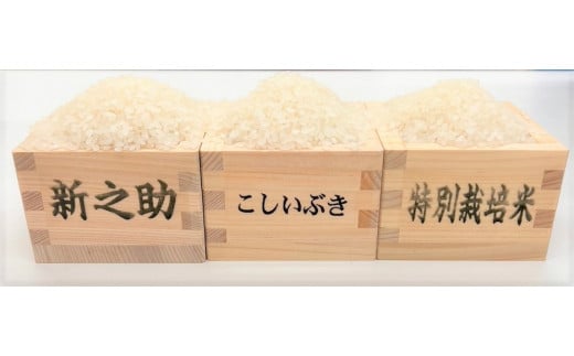 令和5年産 JA北新潟米 食べ比べセット 2kg×3種 今摺米 [新潟 新発田 米 食べ比べ 特別栽培米 コシヒカリ 新之助 こしいぶき 6kg 2kg 3袋 JA北新潟 D62 ]