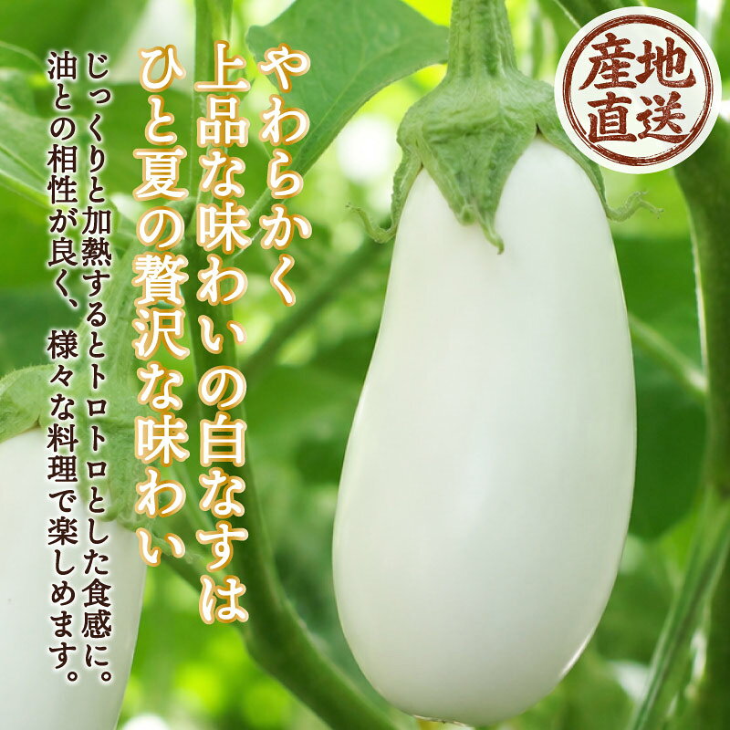 【ふるさと納税】 白なす とろ～り旨ナス 1.5kg強 （4～8本） 新鮮 朝採り 夏野菜 採りたて 令和8年産 茄子 ナス 特産品 野菜 白ナス つぐちゃん畑 農家直送 新潟 新潟県 新発田産 新発田市 tsuguchan010