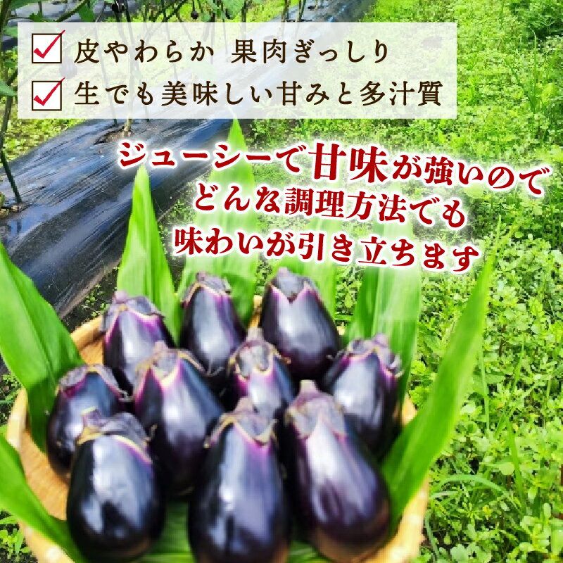 【ふるさと納税】 ＼先行予約／ナス 1kg 新鮮 朝採り 新潟黒十全なす 採りたて 令和8年産 十全 なす 黒十全茄子 茄子 新潟の生茄子 特産品 野菜 夏野菜 つぐちゃん畑 新潟 新潟県 新発田産 新発田市 tsuguchan002_01